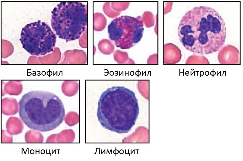 Повышенные и пониженные лейкоциты у кошек - симптомы, лечение ...